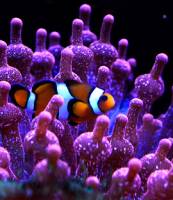 Découverte de l’Aquarium de Lyon accessible aux fauteuils roulants et personnes handicapées