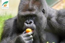 Zoo de Saint-Martin-la-Plaine